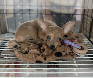 Chihuahua Puppy for sale in CENTER HILL, FL, USA