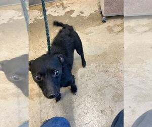 Mutt Dogs for adoption in La Porte, IN, USA