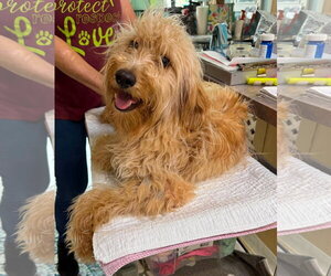 Goldendoodle (Miniature) Dogs for adoption in Benton, LA, USA