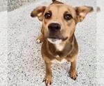 Small #2 Carolina Dog Mix