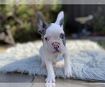 Small Photo #10 French Bulldog Puppy For Sale in HOLLISTER, CA, USA