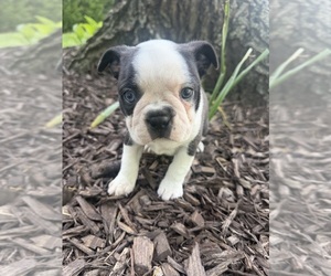 Boston Terrier Puppy for sale in FREDONIA, KS, USA