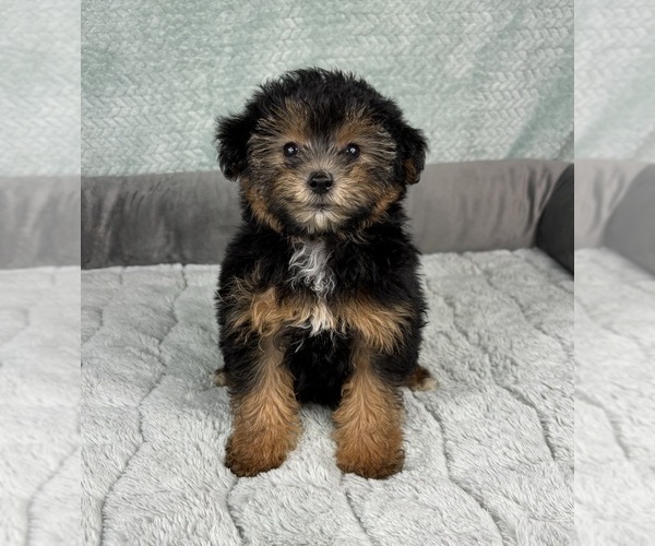 Medium Photo #2 YorkiePoo Puppy For Sale in FRANKLIN, IN, USA