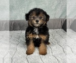 Small #1 YorkiePoo