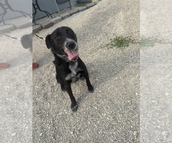Medium Photo #4 Border Collie-Unknown Mix Puppy For Sale in Evansville, IN, USA