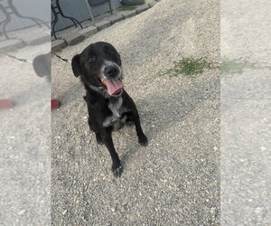 Tahlia - Female Border Collie-Unknown Mix Dog for Adoption - Photo #4