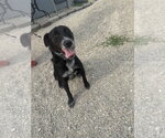 Small #3 Border Collie Mix