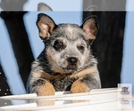 Small #3 Australian Cattle Dog