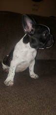 French Bulldog Puppy for sale in NEW HAVEN, CT, USA