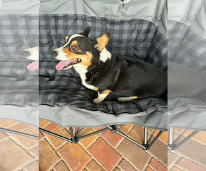 Mutt Dogs for adoption in Valrico, FL, USA