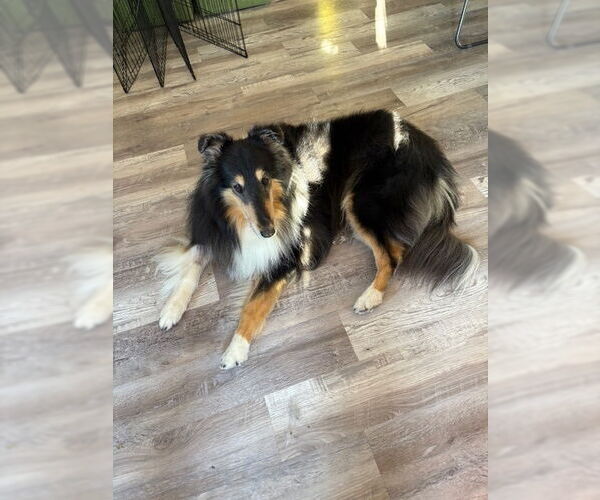 Medium Photo #2 Collie Puppy For Sale in Pueblo West, CO, USA