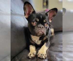 French Bulldog Puppy for sale in SAINT AUGUSTINE, FL, USA