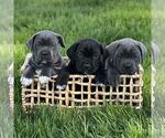 Small #2 Cane Corso