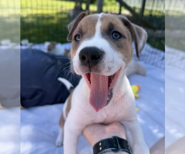 Medium Photo #9 Mutt Puppy For Sale in Wenonah, NJ, USA