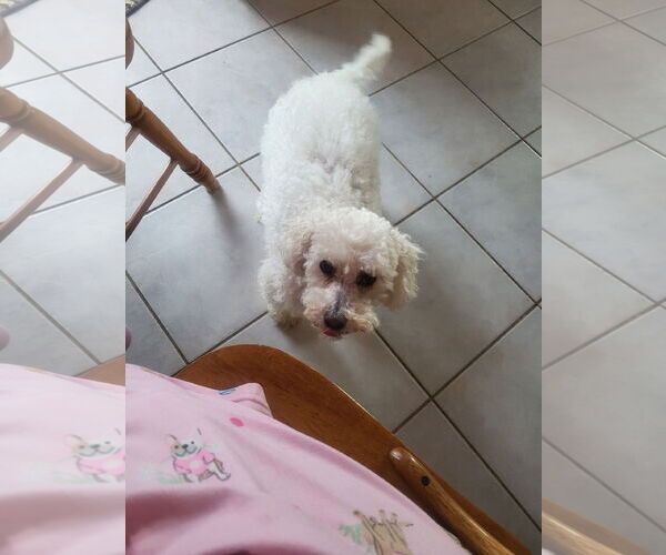 Medium Photo #2 Bichon Frise Puppy For Sale in Alexandria, KY, USA