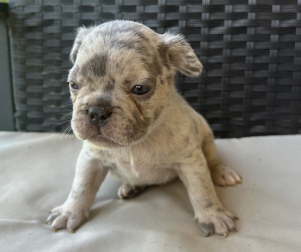 Medium Photo #4 French Bulldog Puppy For Sale in HOMESTEAD, FL, USA