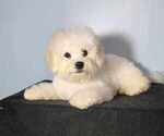 Small Photo #7 Bichon Frise Puppy For Sale in WAYLAND, MI, USA