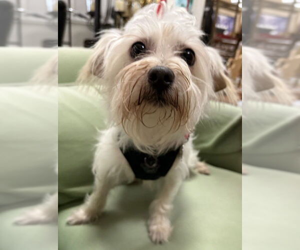 Medium Photo #2 Mal-Shi Puppy For Sale in Mundelein, IL, USA