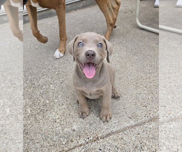 Medium Photo #16 Labrador Retriever-Unknown Mix Puppy For Sale in McKinney, TX, USA