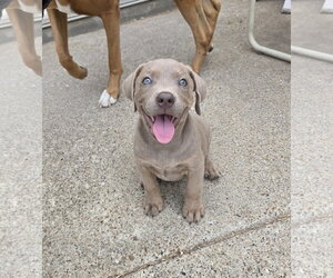 Buffy - Female Labrador Retriever-Unknown Mix Dog for Adoption - Photo #16