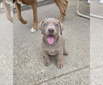 Small Photo #16 Labrador Retriever-Unknown Mix Puppy For Sale in McKinney, TX, USA