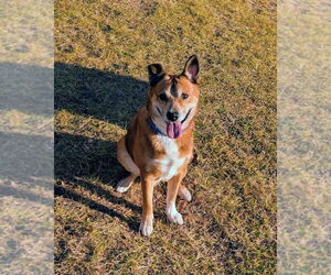 Border Collie-Unknown Mix Dogs for adoption in Salt Lake City, UT, USA