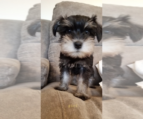 Medium Photo #3 Schnauzer (Miniature) Puppy For Sale in HOLDEN, MO, USA