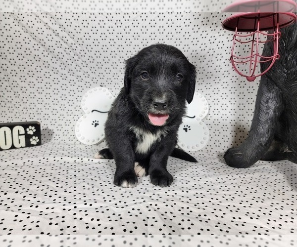 Medium Photo #23 Golden Mountain Dog Puppy For Sale in BLACK FOREST, CO, USA