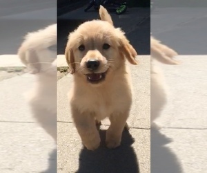 Golden Retriever Puppy for sale in SANTA ANA, CA, USA
