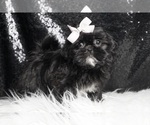 Puppy Leia AKC Shih Tzu