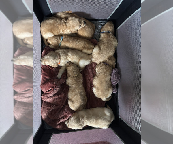 Medium Photo #1 Golden Retriever Puppy For Sale in HOQUIAM, WA, USA