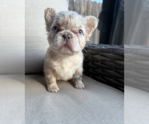 French Bulldog Puppy for sale in SACRAMENTO, CA, USA