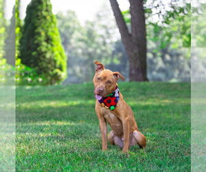 Mutt Dogs for adoption in Unionville, PA, USA