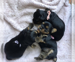 -YorkiePoo Mix Puppy for sale in SOUTHGATE, MI, USA