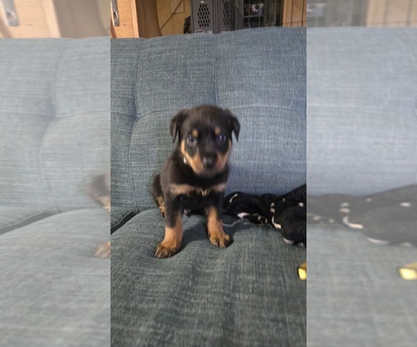 Medium Photo #22 Rottweiler Puppy For Sale in BRADFORD, NY, USA