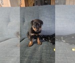 Small #21 Rottweiler