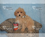 Small Photo #1 Poodle (Toy) Puppy For Sale in SANGER, TX, USA