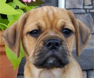 Puggle Puppy for sale in ORRVILLE, OH, USA