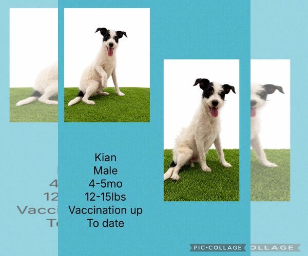 Medium Photo #7 Chihuahua-Unknown Mix Puppy For Sale in Virginia Beach, VA, USA