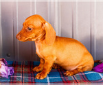 Small #3 Dachshund