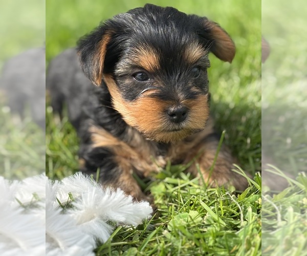 Medium Photo #11 Yorkshire Terrier Puppy For Sale in ROCK STREAM, NY, USA