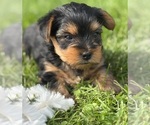 Small #10 Yorkshire Terrier