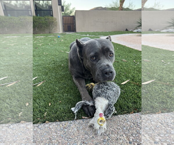 Medium Photo #5 Mutt Puppy For Sale in Goodyear, AZ, USA