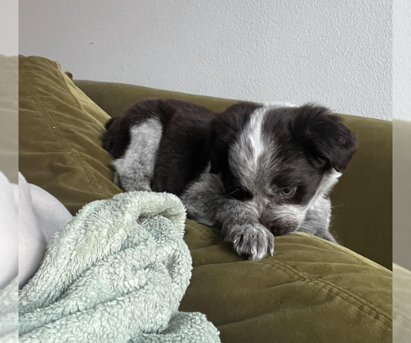 Medium Photo #4 Mutt Puppy For Sale in Brooklyn, NY, USA