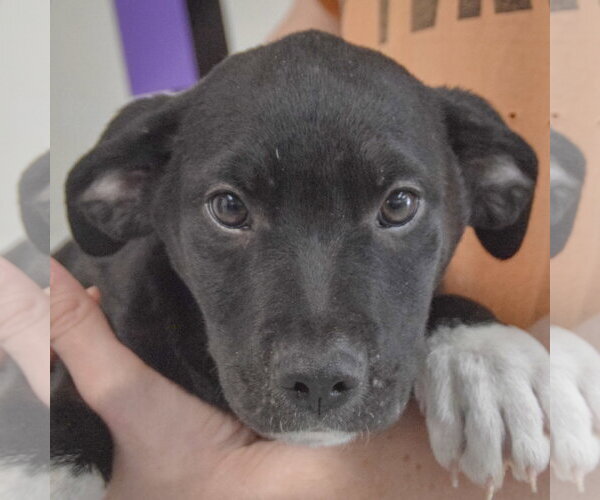 Medium Photo #6 Border Collie-Unknown Mix Puppy For Sale in Huntley, IL, USA