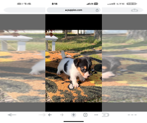 Jack Russell Terrier Puppy for sale in NASHVILLE, NC, USA