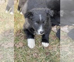 Small Photo #6 Border Collie Puppy For Sale in NEW WINDSOR, MD, USA