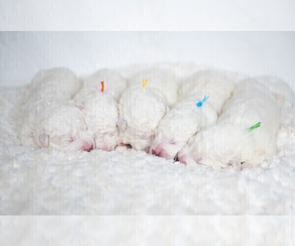 Medium Photo #7 Maremma Sheepdog Puppy For Sale in WITTMANN, AZ, USA