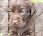 Puppy Puppy 2 Labrador Retriever