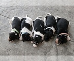 Small #1 Rat Terrier